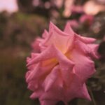 Perfect Mother’s Day Gift | Sustainable Skincare for Tired Skin
