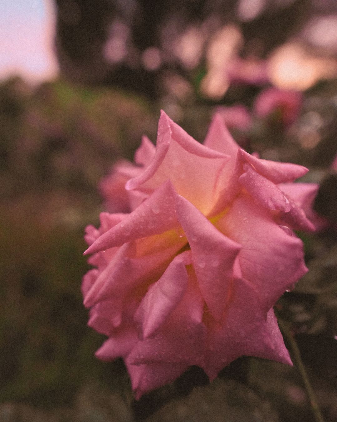 Perfect Mother’s Day Gift | Sustainable Skincare for Tired Skin